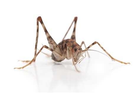 spider cricket control and treatments for the basement, living areas ...