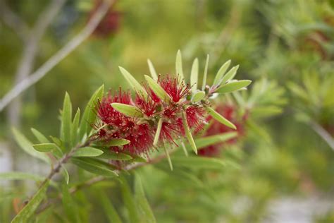 How to Grow and Care for Bottlebrush