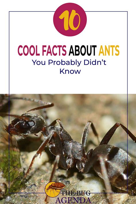 10 Cool Facts About Ants You Probably Didn’t Know - The Bug Agenda