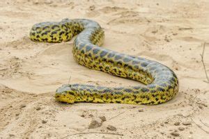 Yellow Anaconda Facts, Habitat, Temperament, Lifespan, Diet, Pictures