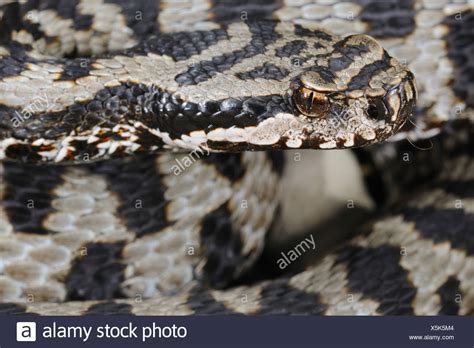 Aspic Viper Vipera Aspis High Resolution Stock Photography and Images ...