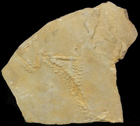 Cruziana (Fossil Trilobite Trackway) - Morocco (#49194) For Sale ...