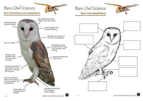 Barn Owl conservation: Science educational resources - The Barn Owl Trust