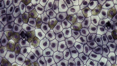 Epithelial Tissues: Simple Squamous Epithelium (frog) | Flickr