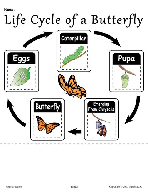 Butterflies Life Cycle Worksheet