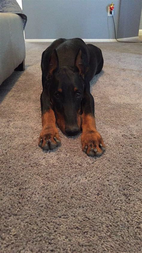 Dobie Pup : r/Awww