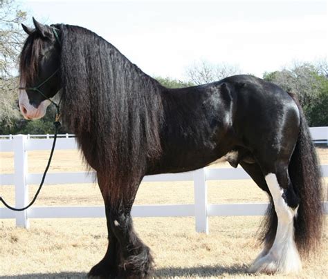 Shire Horse Breed Information, History, Videos, Pictures