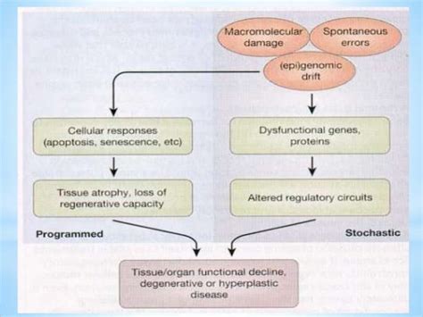 Ageing and its relationship with longevity genes