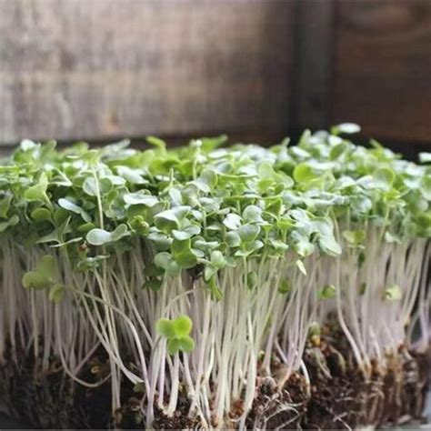 Microgreens-Broccoli - Harvest2U