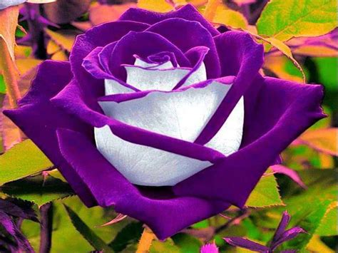 200Pcs Rare Flower Purple White Rose Flower for Home Garden Plants Courtyard DIY Flower Bonsai ...