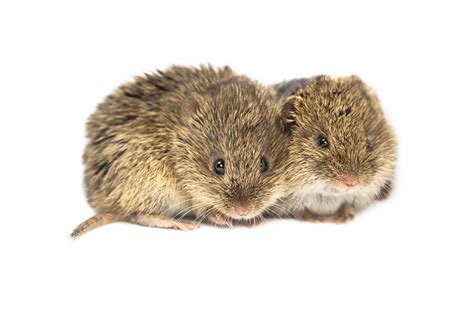 Vole Mates: Why These Rodents Bond for Life - NPRC