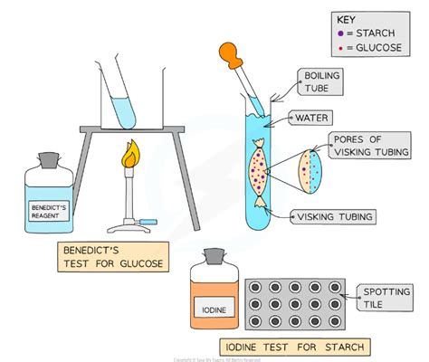 OCR A Level Biology:复习笔记2.5.4 Practical: Investigating the Rate of ...