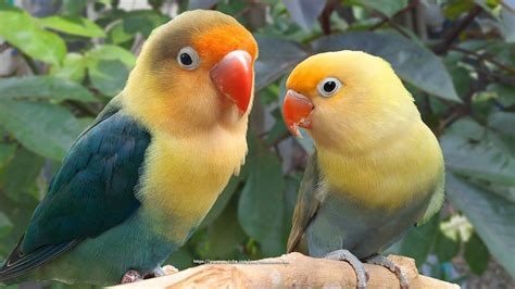 Lovebird Chirping and Singing Sounds - Parblue Pied & Parblue Torquiose ...