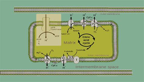 Oxidative Phosphorylation (OXPHOS) Pathway Assays, 44% OFF