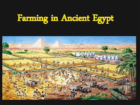 Farming in Ancient Egypt What crops did the