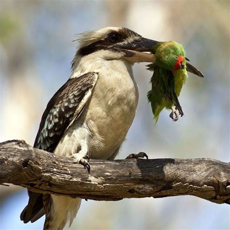 Kookaburra Wallpapers - Wallpaper Cave