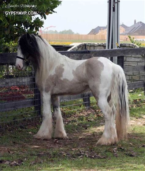 Pin on Horses - Gypsy Cob