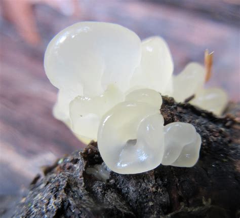 Maryland Biodiversity Project - White Jelly Fungus (Exidia alba)