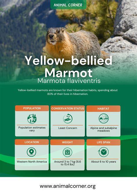 Yellow-bellied marmot - Animal Corner