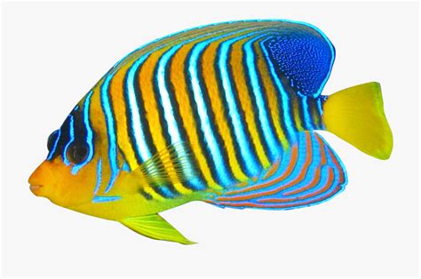 realistic fish clipart 10 free Cliparts | Download images on Clipground 2024