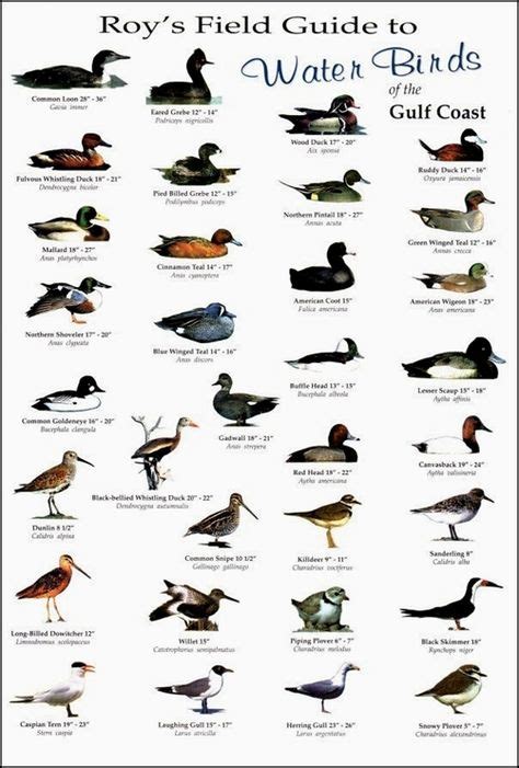 North American Duck Identification Chart