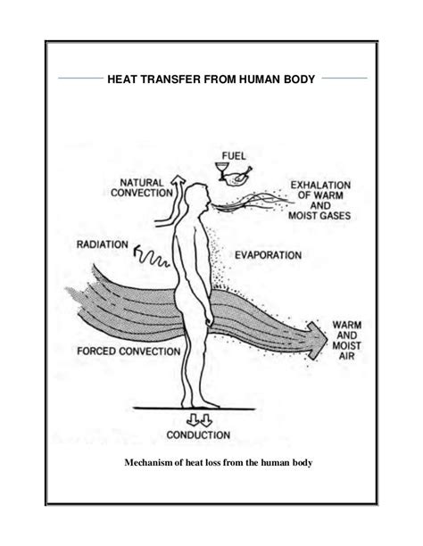 Human body heat transfer