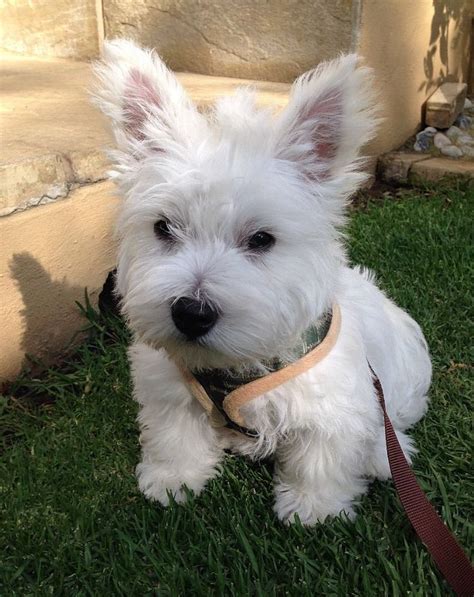 Westie Mix Puppies For Adoption - Pudding to come