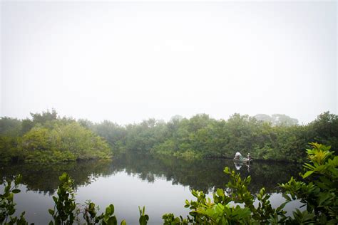 5 Things We Know About Juvenile Tarpon | Bonefish & Tarpon Trust