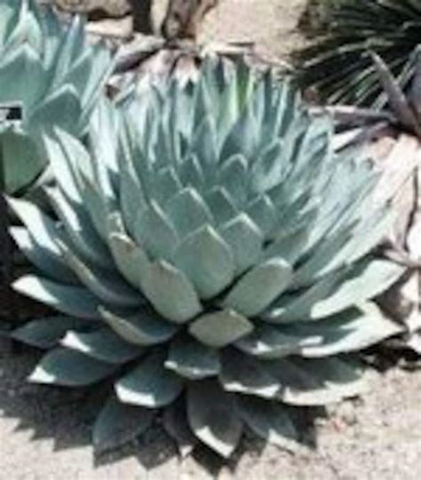 Agave parryi subsp. parryi 10 Seeds succulent plant cactus | Etsy