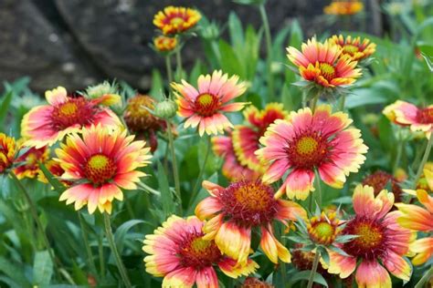 12 Best Salt-Tolerant Perennials - Garden Lovers Club | Florida native plants, Flowers ...