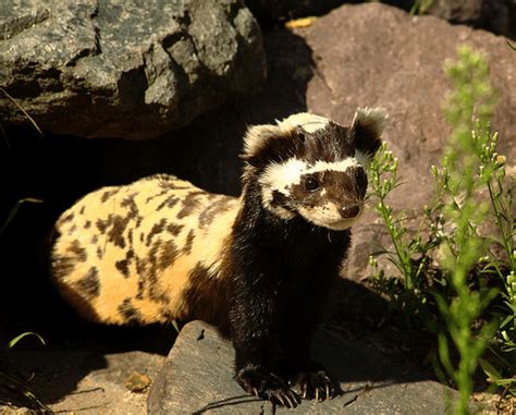 7 Remarkable Polecat Facts, from Exclusive to Extraordinary - Odd Facts