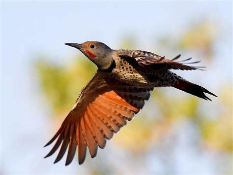 Northern Flicker | Celebrate Urban Birds