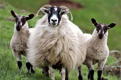 The Blackface Sheep Breeders' Association in 2020 | Scottish animals ...