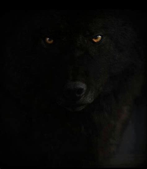 ️ ️ ️ ️ ️ | Black wolf, Wolf pictures, Animals