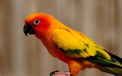 birds, Parrot Wallpapers HD / Desktop and Mobile Backgrounds