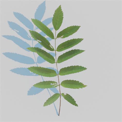 ArtStation - Mountain Ash Leaves Pack | Resources