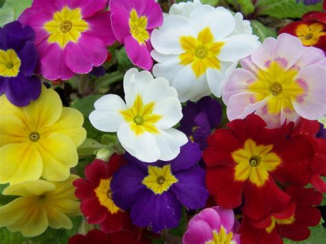 How to Grow Primrose Flowers | HGTV