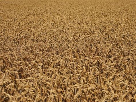 Free picture: rye, farmland, cereal, barley, wheatfield, field, straw, flour, seed