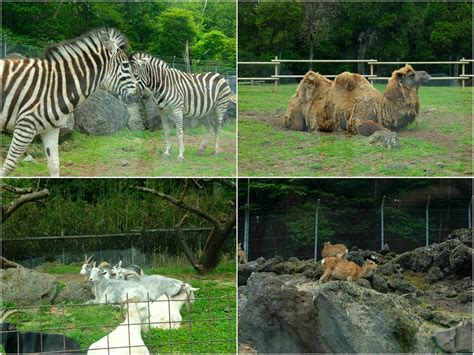 Fuji Safari Park - An Up Close Encounter with Wild Animals | Strictly Ours