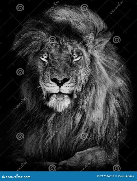 Lion , Portrait Wildlife Animal , Black White Stock Image - Image of ...