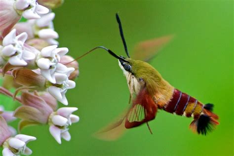 Hummingbird Clearwing Moth Caterpillar