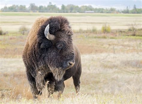 Bison Hunt in Beautiful Wyoming!