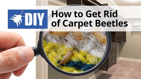 29+ Carpet Beetle Killer Strips Pics - Carpet Beetle New 2021