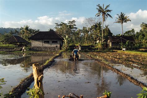 Free Images : tree, farm, river, pond, agriculture, tourism, waterway ...