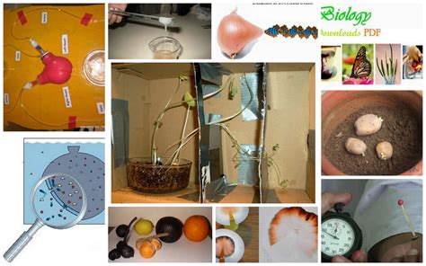 Top 7 Best Biology Projects for Science Fair For Classes 6, 7, 8, 9 And 10