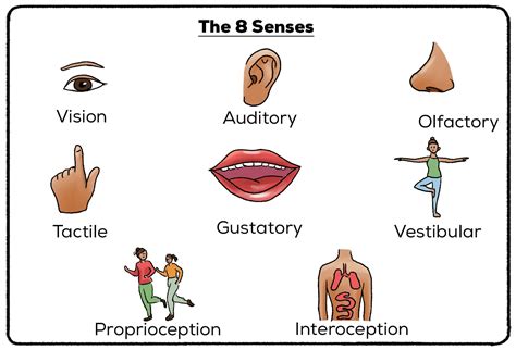 Sensory Memory (Definition + Examples) | Practical Psychology (2023)