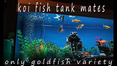 koi fish tank mates in hindi - YouTube