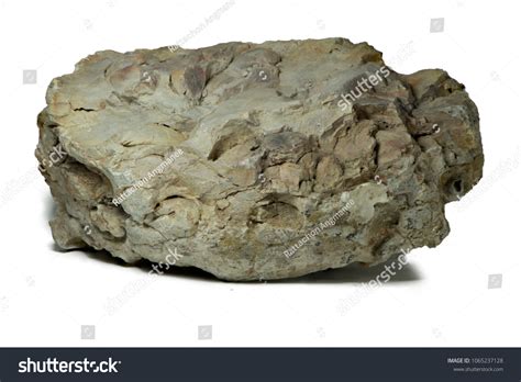 Fossiliferous Limestone Sedimentary Rock