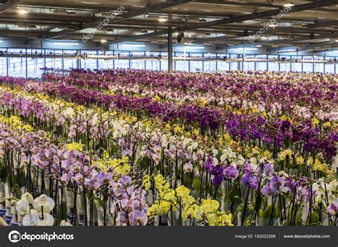 Greenhouse Orchid Westland Holland – Stock Editorial Photo © Kloeg008 #182022398