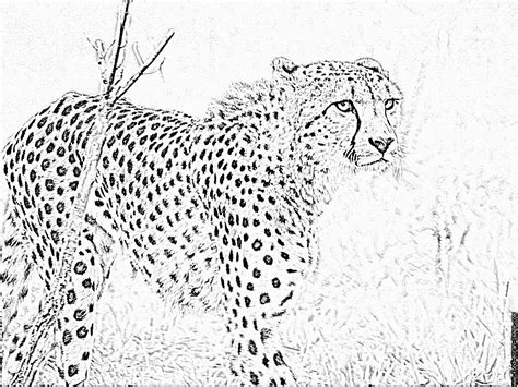 coloriage guepard a imprimer gratuit